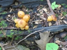 PICTURES/Kaymoor Trail Shrooms/t_Yellow Button Shrooms2.jpg